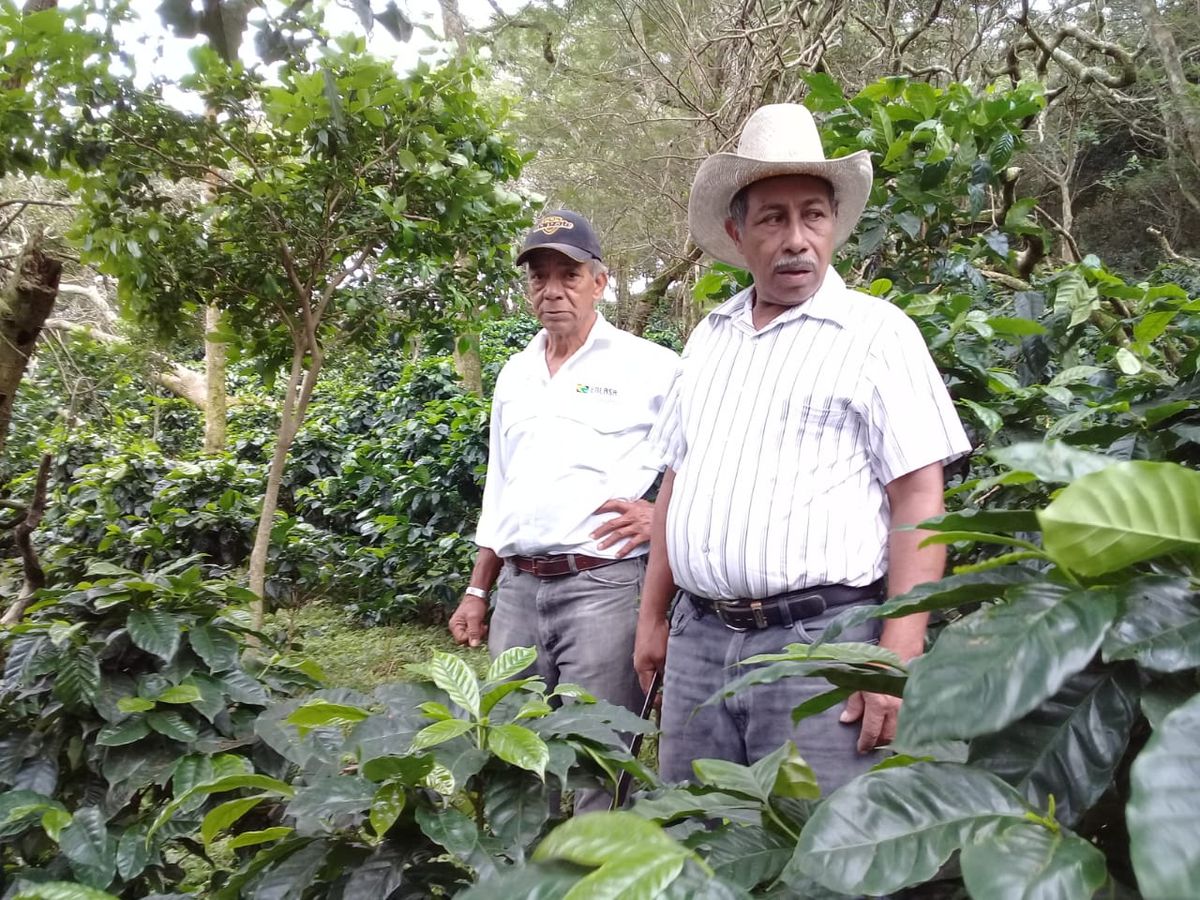Productores asociados en su finca de café
