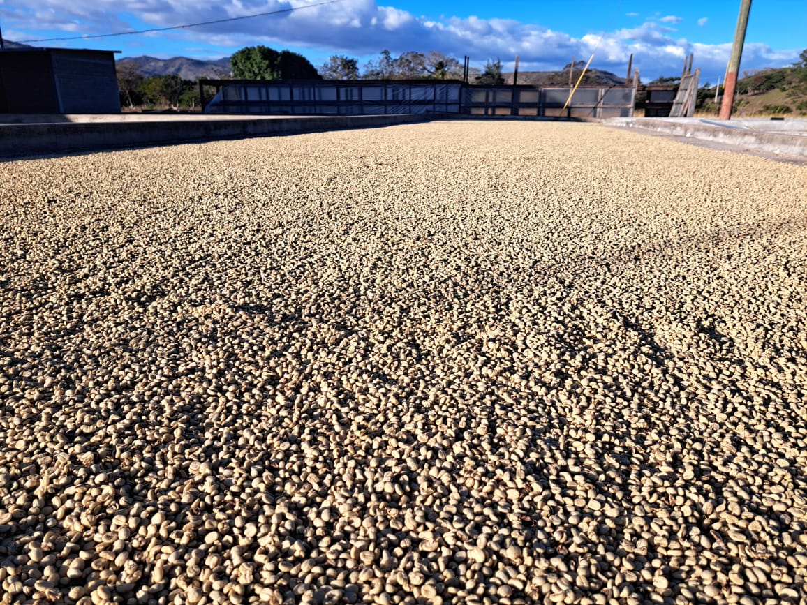 Café producido por COCASAM