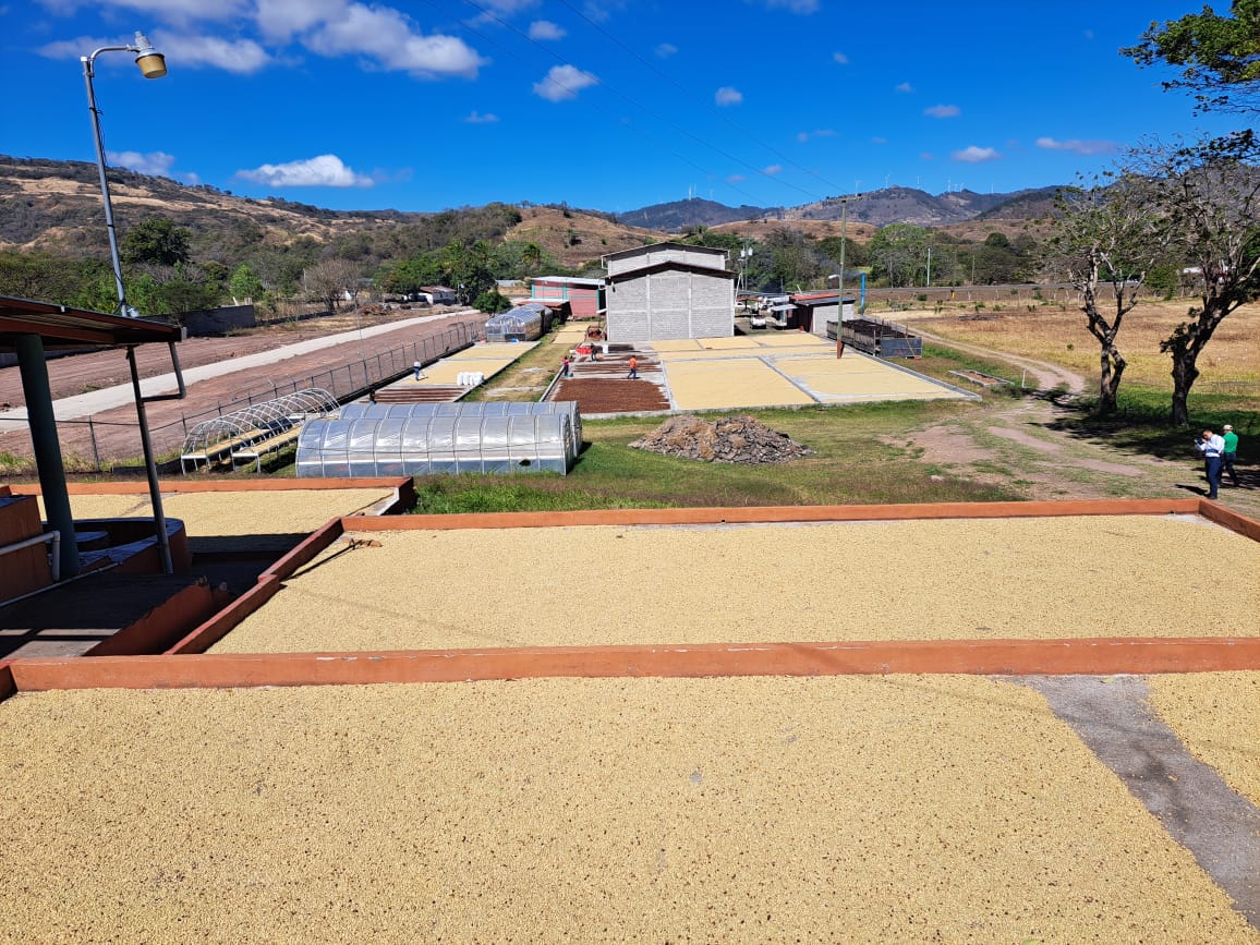 Grano de café cereza en la planta