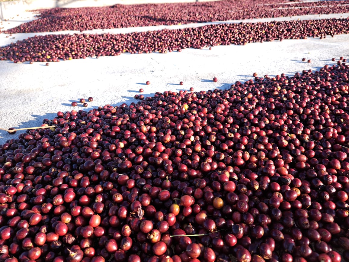 Productora cosechando café en su finca
