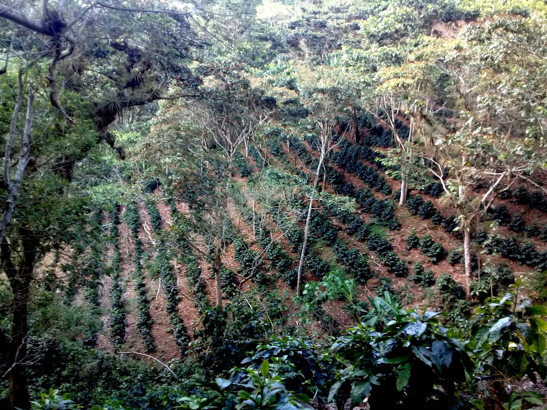 Instalaciones del beneficio en Comalí