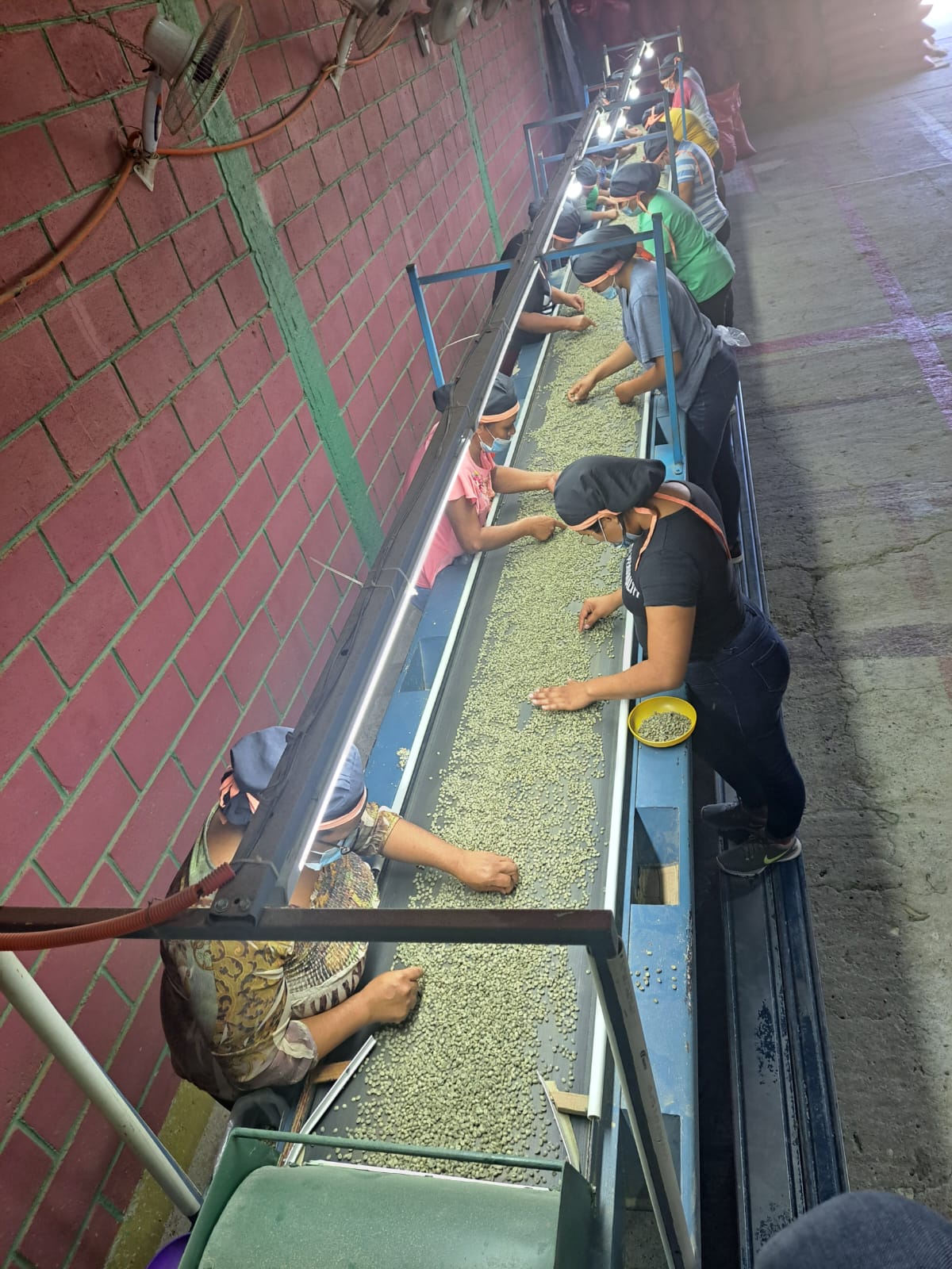 Proceso del café COCASAM