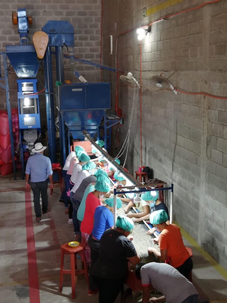 Selección manual del grano en el beneficio
