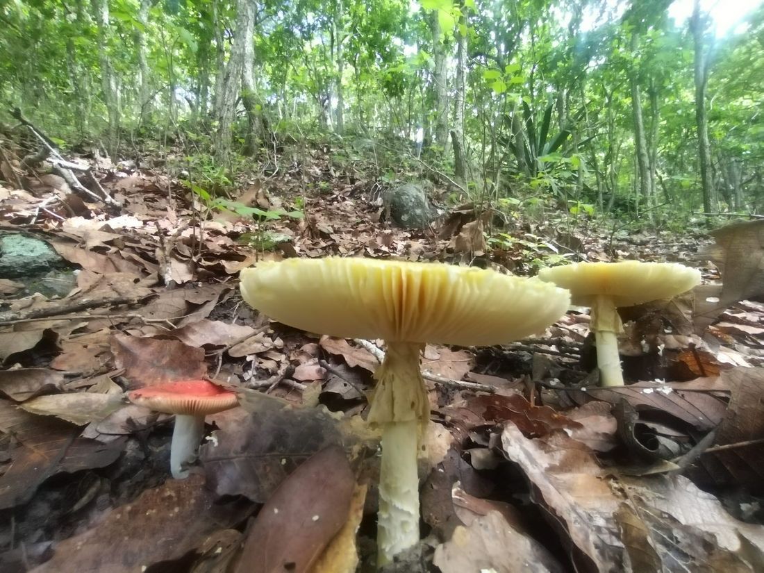 Barreras vivas o abono orgánico
